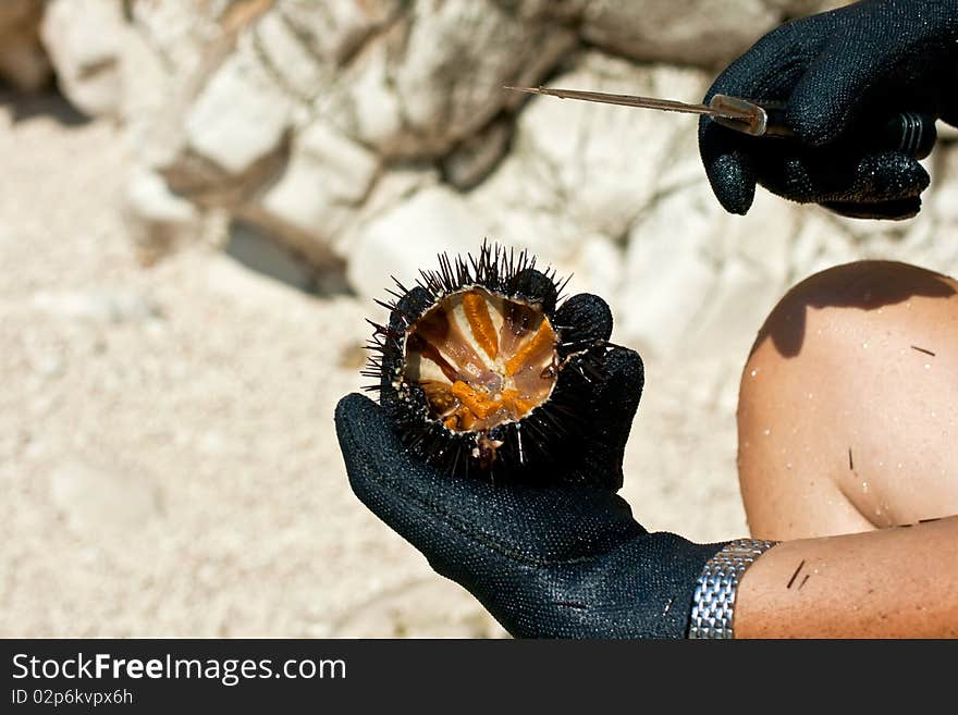 A freshly caught sea urchin