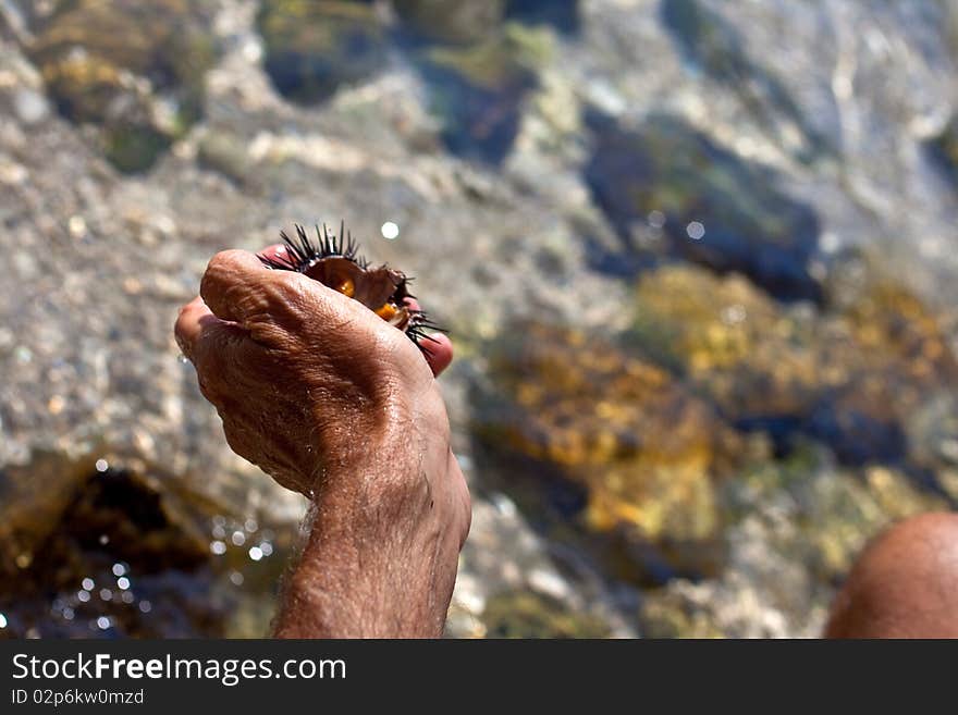 A freshly caught sea urchin