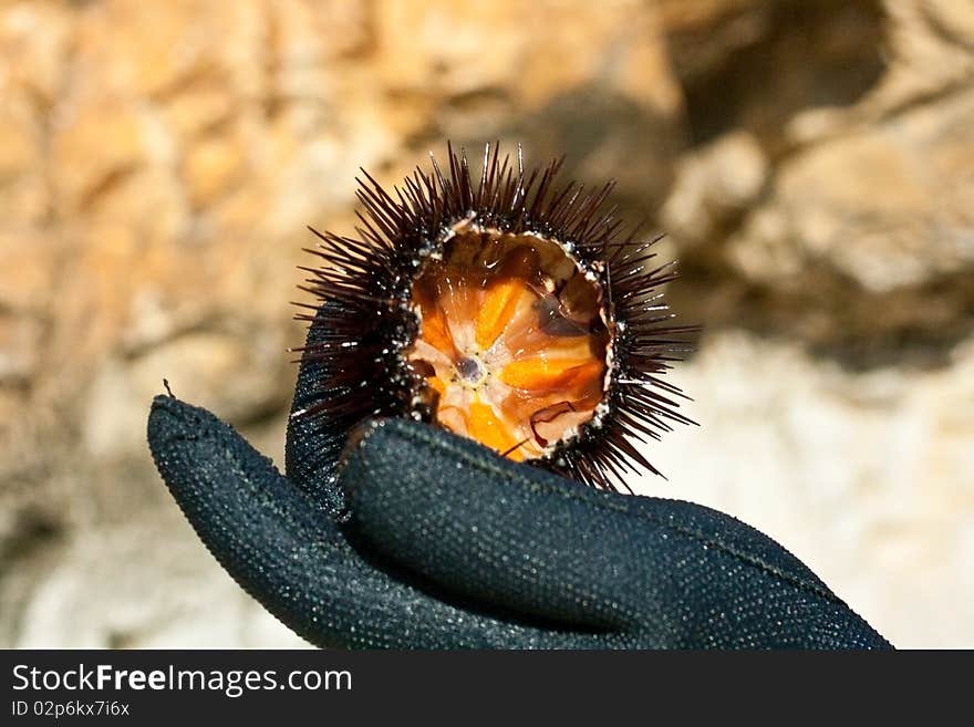 A freshly caught sea urchin