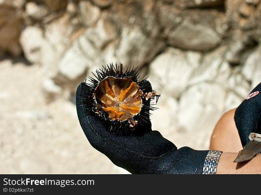 A freshly caught sea urchin