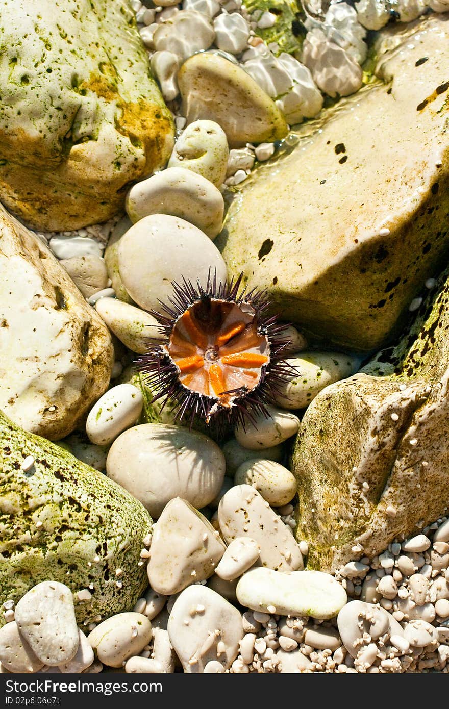 A freshly caught sea urchin