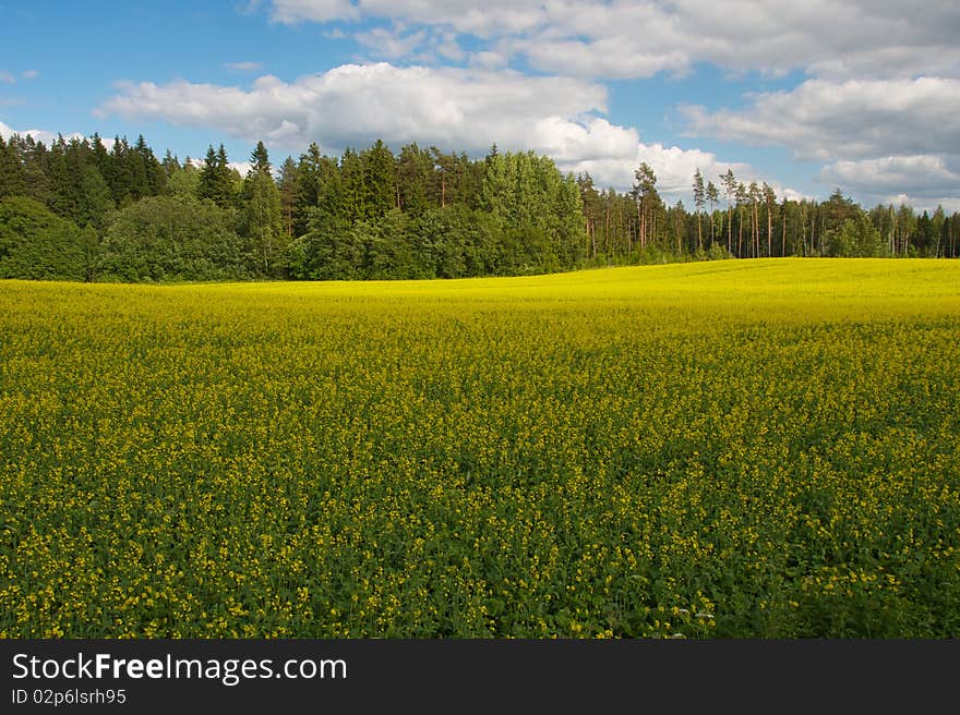 Yellow field in front of trees and cloudy sky. Yellow field in front of trees and cloudy sky