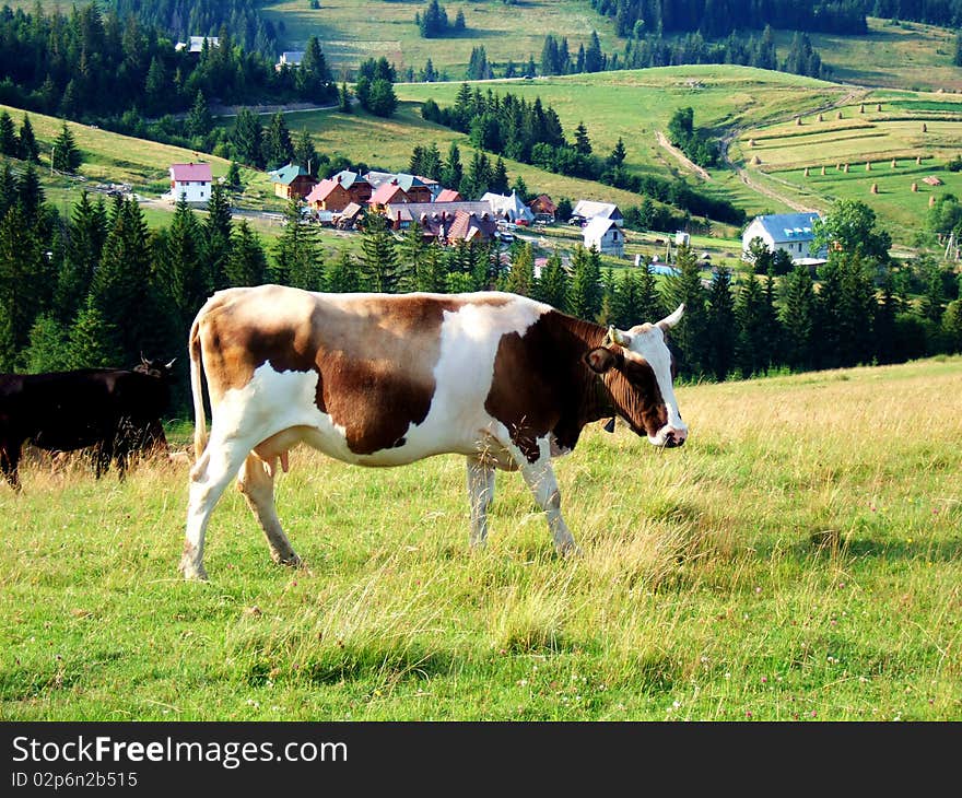 Cows grazing on a green pasture