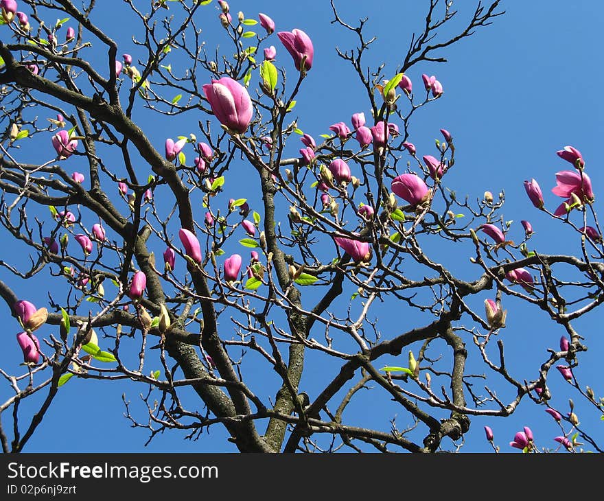 Pink Magnolia Tree Blossoming