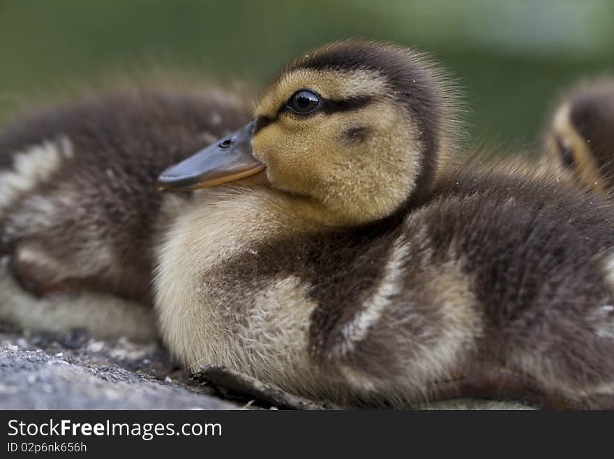 Baby Mallard ducks