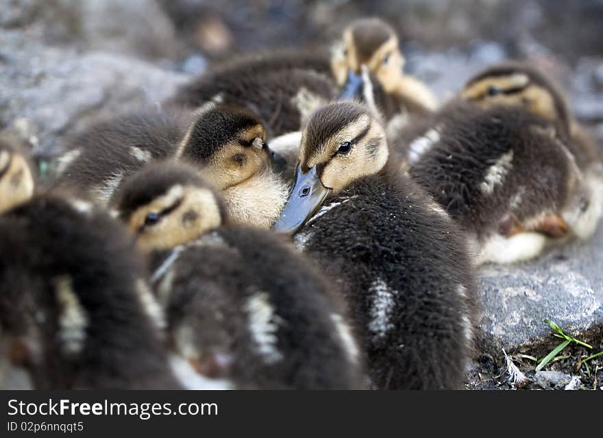 Baby Mallard ducks