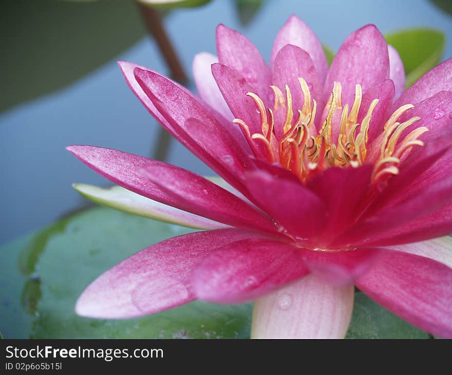 Pink lotus in pond yellow pollen green leap