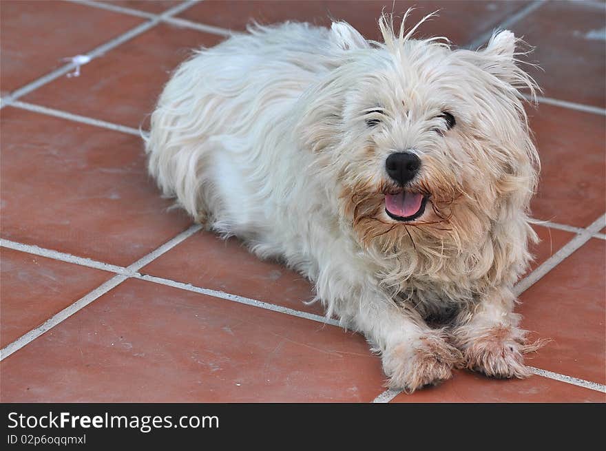 A cute dog is seating down in a patio, enjoying summer. Beautiful portrait to promote petting. A cute dog is seating down in a patio, enjoying summer. Beautiful portrait to promote petting.