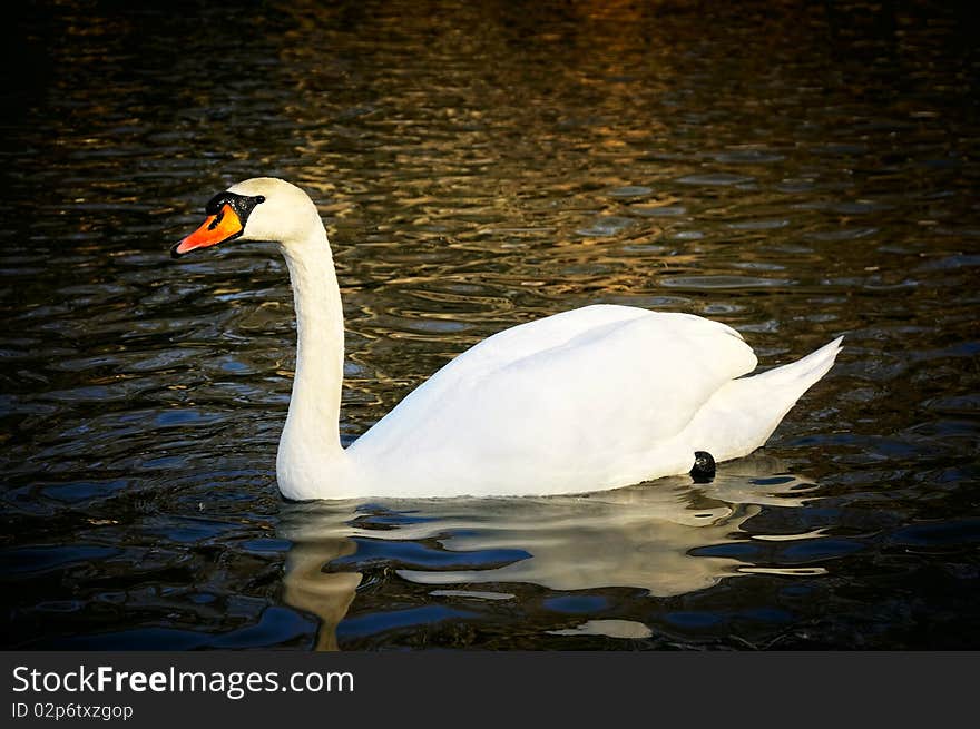 A regal looking swan lazily swims across the pond. A regal looking swan lazily swims across the pond.