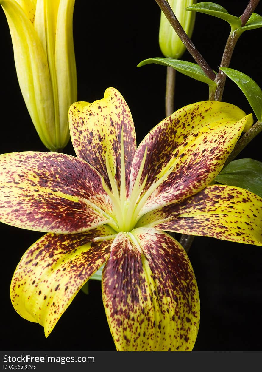 Lilies And Leaves