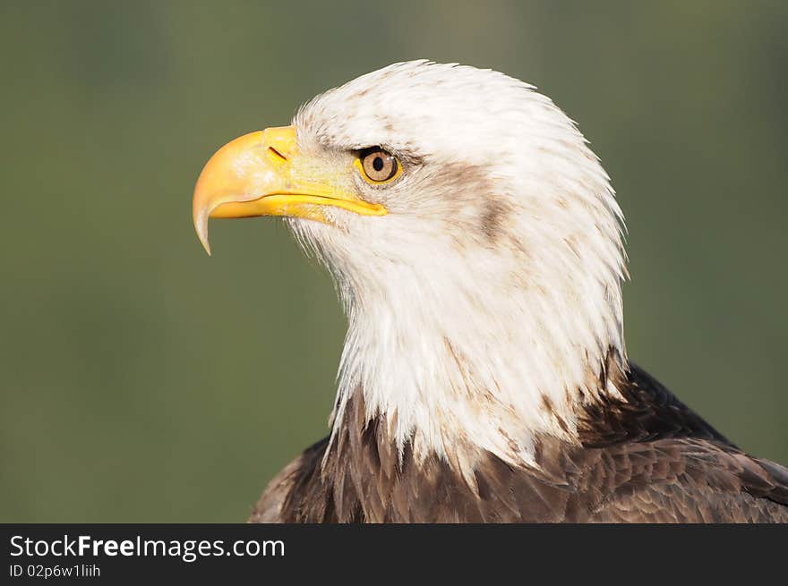 Sharp-looking bald eagle