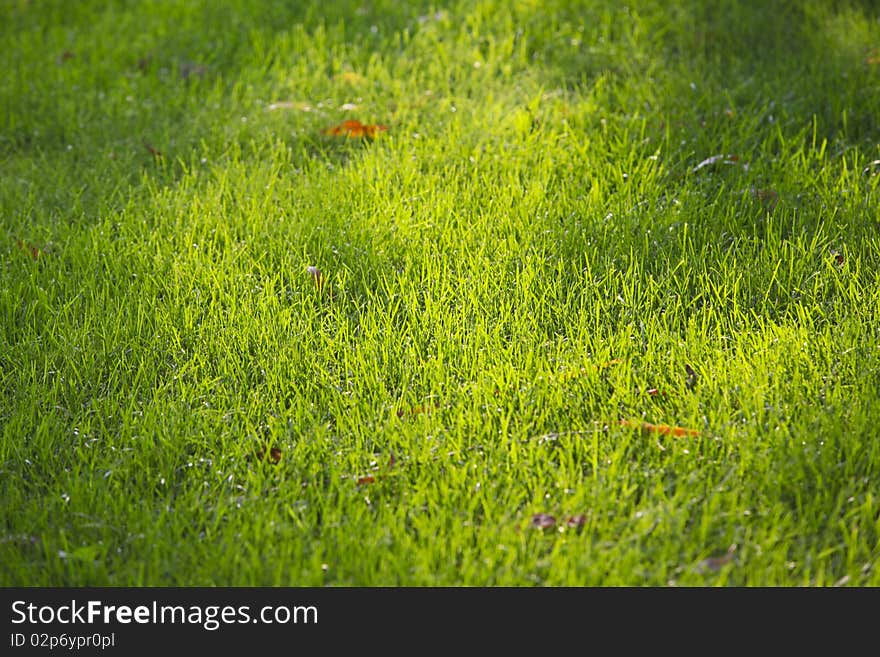 Green grass under the shining sun. Green grass under the shining sun.