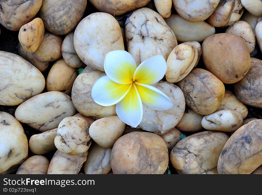 Plumeria on the rock