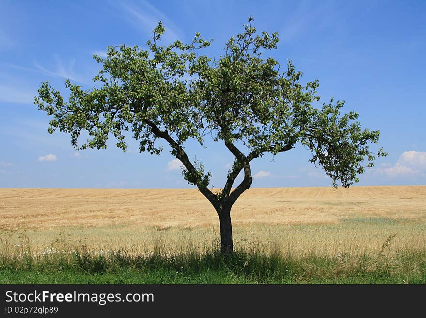 Lonely tree in the field