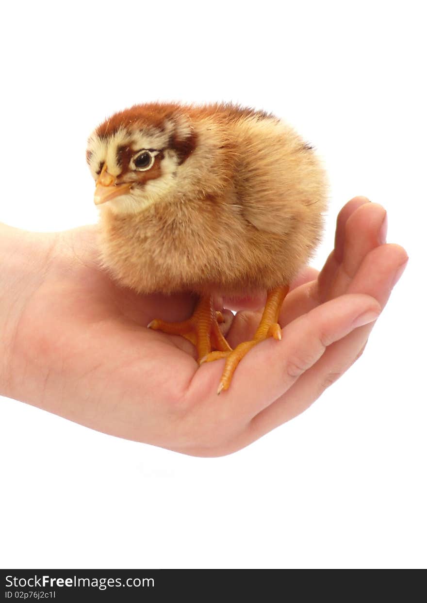 Chicken On A Hand