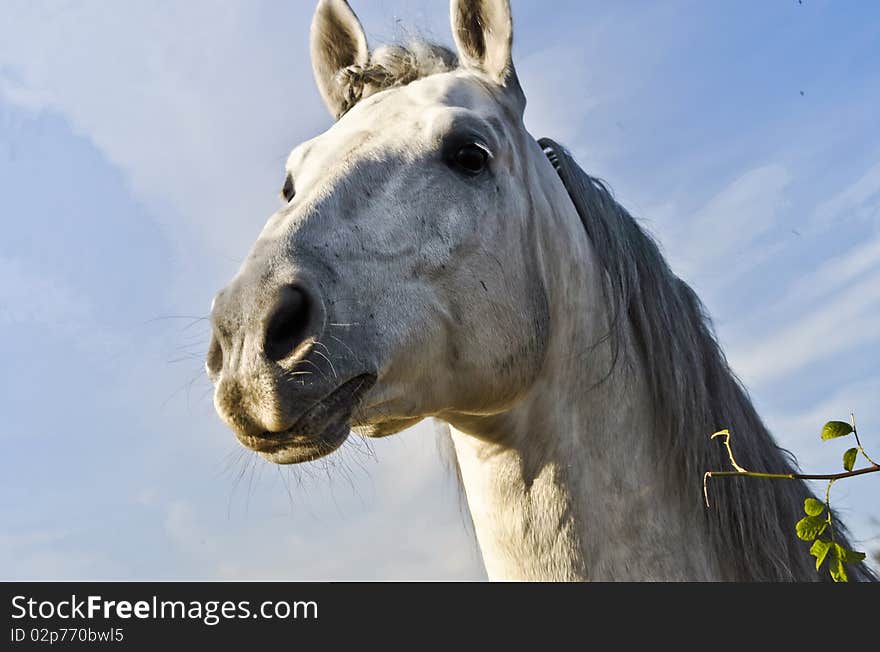 The head of white horse