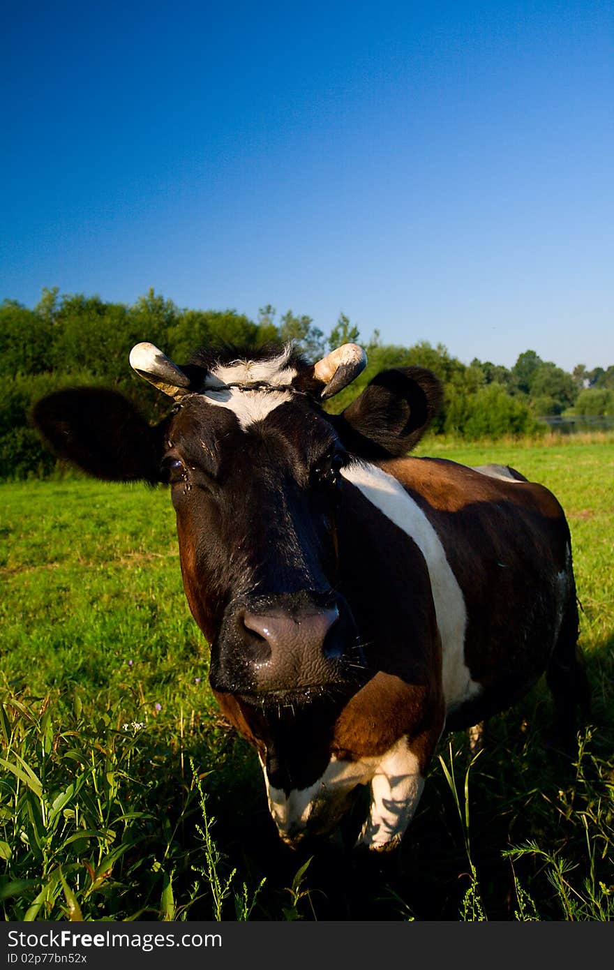 Cow at green pasture, on blue sky. Cow at green pasture, on blue sky