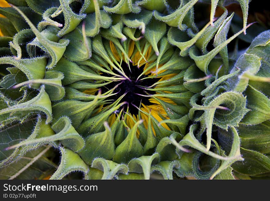 Closed Sunflower