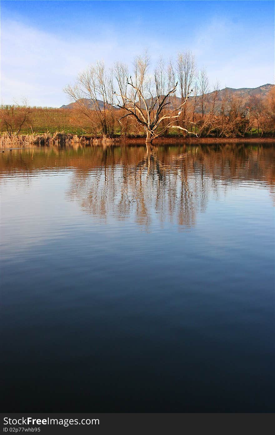 Reflection of trees, vineyards, and mountains in a calm, serene lake. Reflection of trees, vineyards, and mountains in a calm, serene lake.