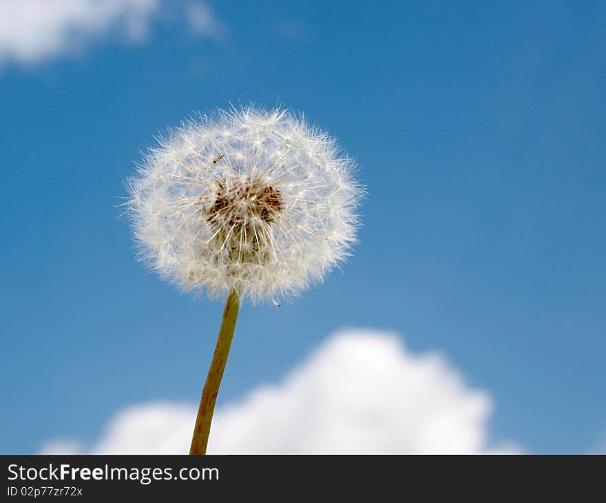 Color photo of white dandelion against blue sky with clouds