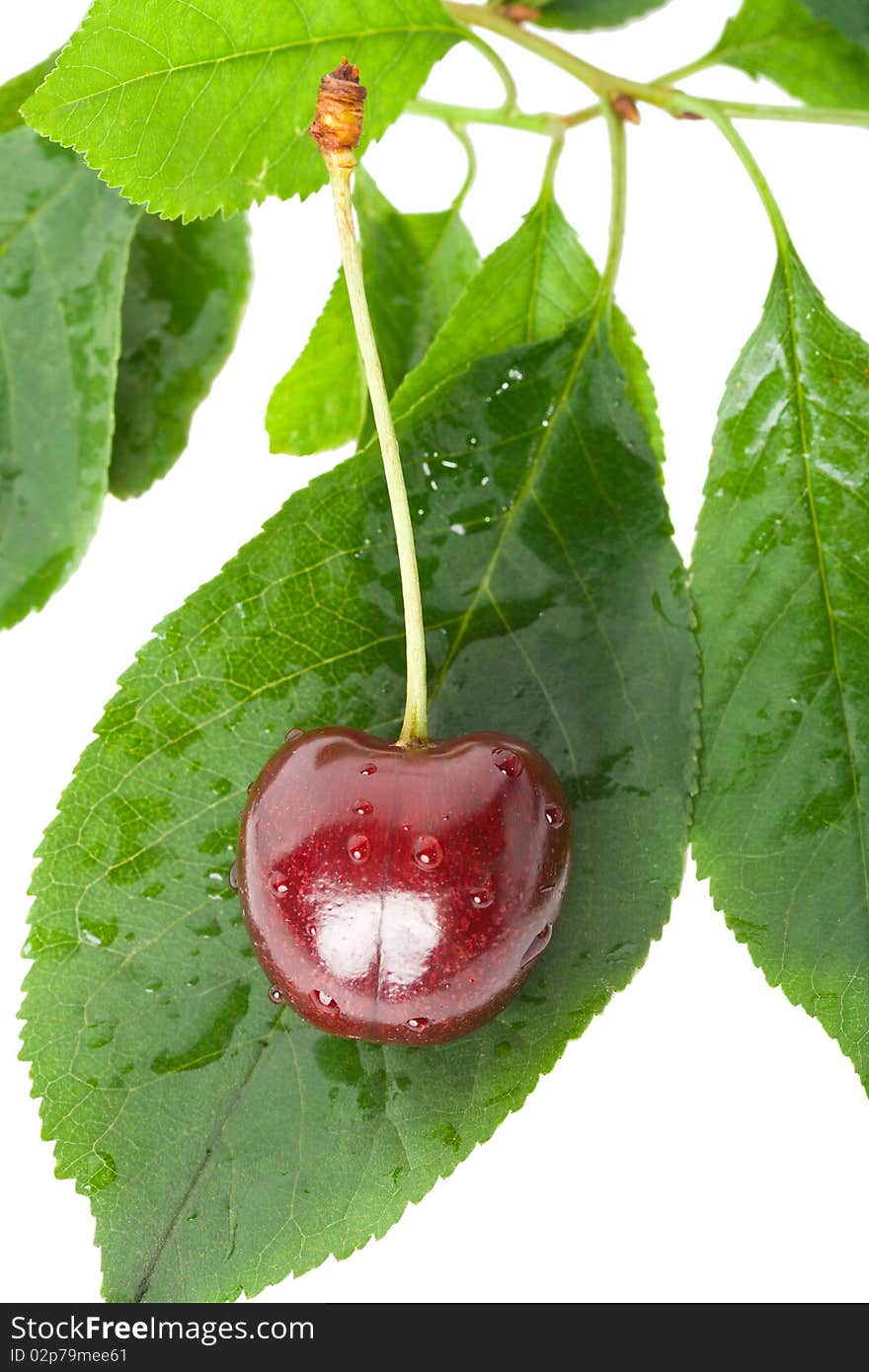 Sweet cherry on leaves, isolated on white