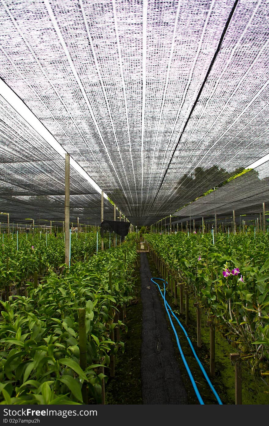 Thai orchid farm plant out. Thai orchid farm plant out