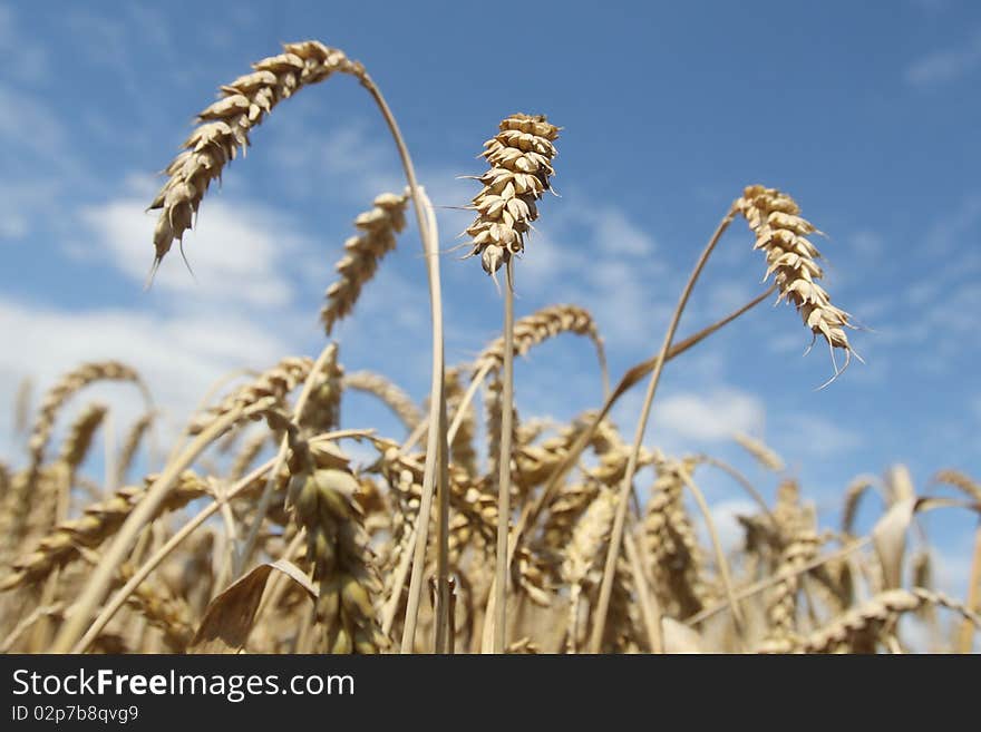 Field of ripening wheat against blue sky