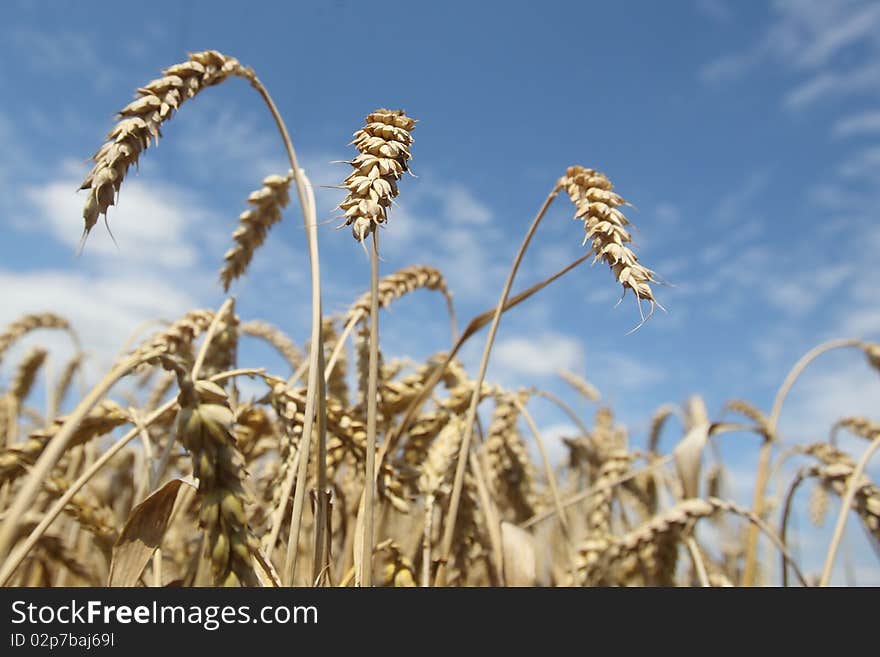 Field of ripening wheat against blue sky