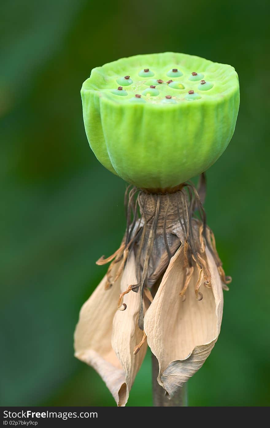 Seed lotus