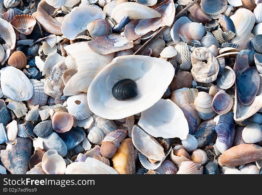 Seashells