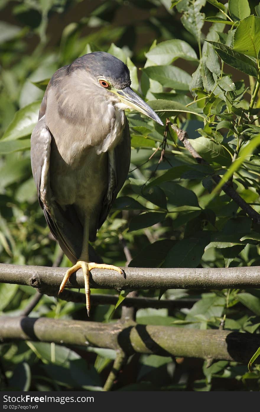 The Striated Heron, Butorides striata, also known as Mangrove Heron, Little Heron or Green-backed Heron, is a small heron. Striated Herons are mostly non-migratory and noted for some interesting behavioral traits.