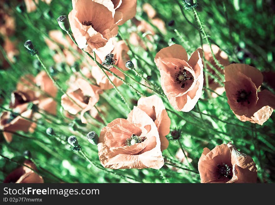 Poppy field