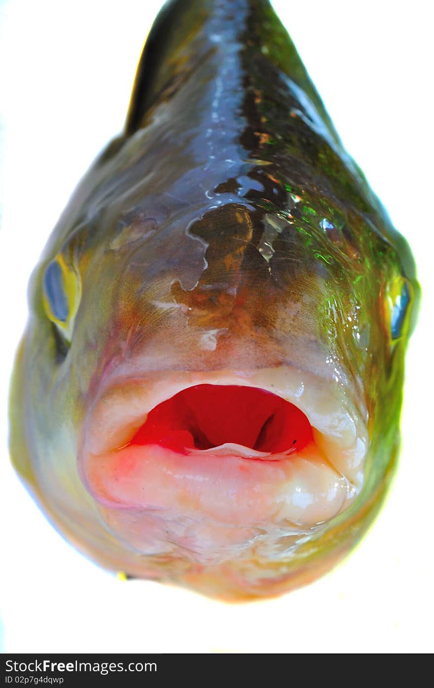 Head of fish on a white background. Head of fish on a white background