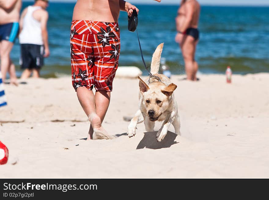 Dog on the sand beach. Dog on the sand beach