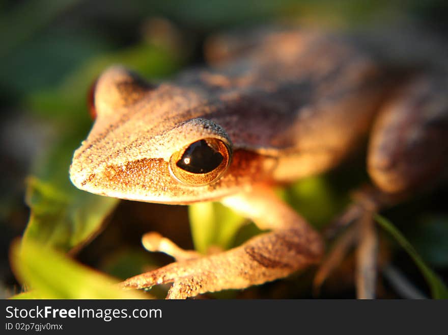 Curious little grey frog