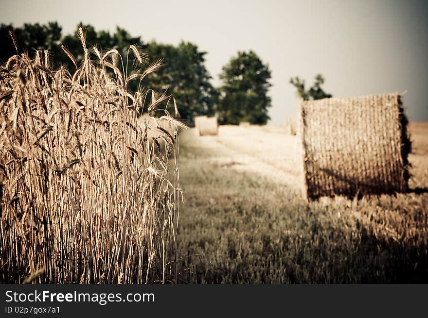 Rolling haystack and wheat on farmer field