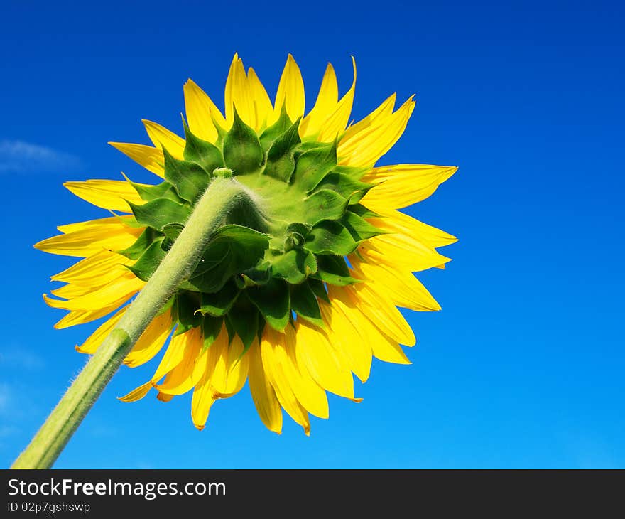 Sunflower on background blue sky. Natural composition. Sunflower on background blue sky. Natural composition