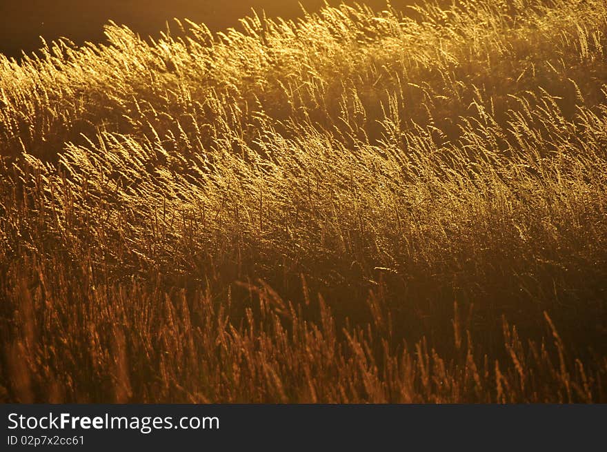 Closeup of wheat with the warm sun shining back light on it.