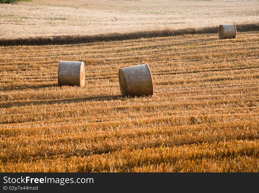 Fields cultivate to grain in campania italy. Fields cultivate to grain in campania italy