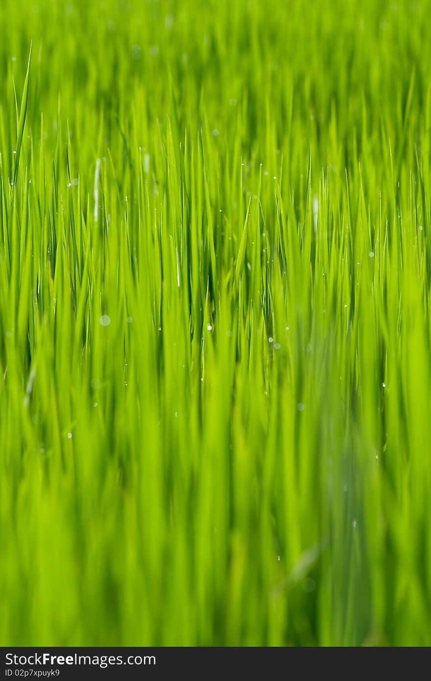 Rice Seedlings