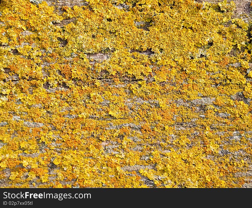 Texture of lichen on the tree