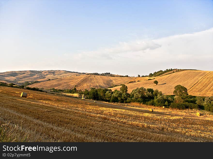 Fields cultivate to grain in campania italy. Fields cultivate to grain in campania italy