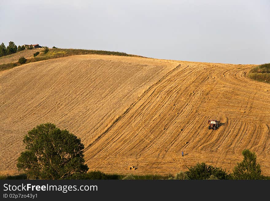 Fields cultivate to grain in campania italy. Fields cultivate to grain in campania italy