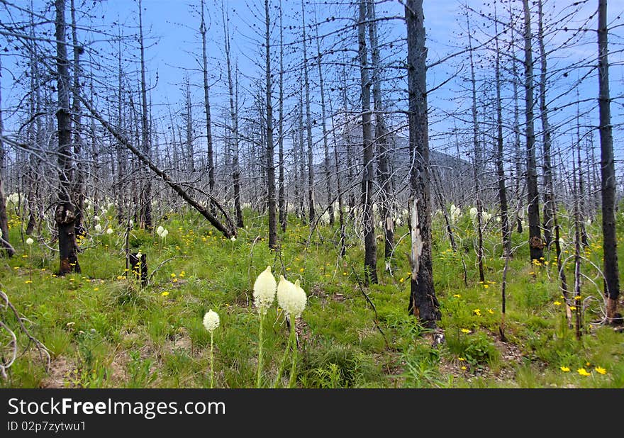 New growth of Bear grass in Glacier national park after fire damage