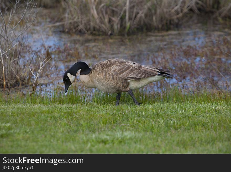 Canadian Goose