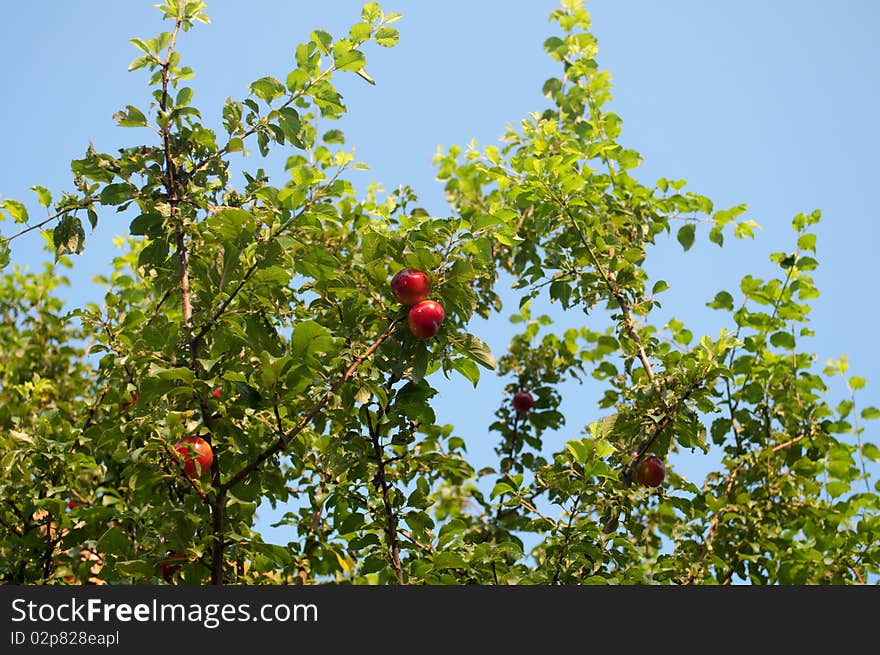 Red plum on a tree branch