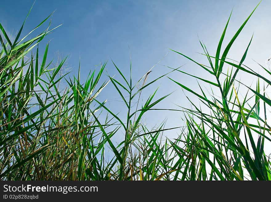 Top with green grass, blue sky