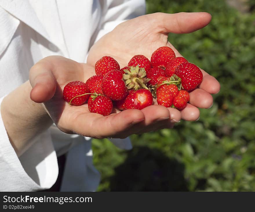 Berries of a strawberry in female palms.