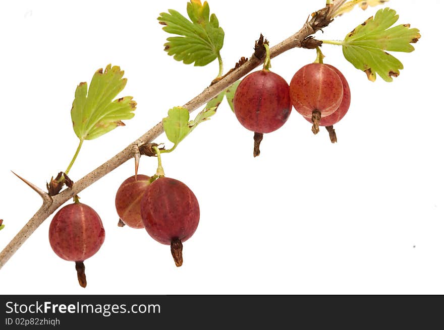 Gooseberries on a branch close-up isolated on a white background. Gooseberries on a branch close-up isolated on a white background.