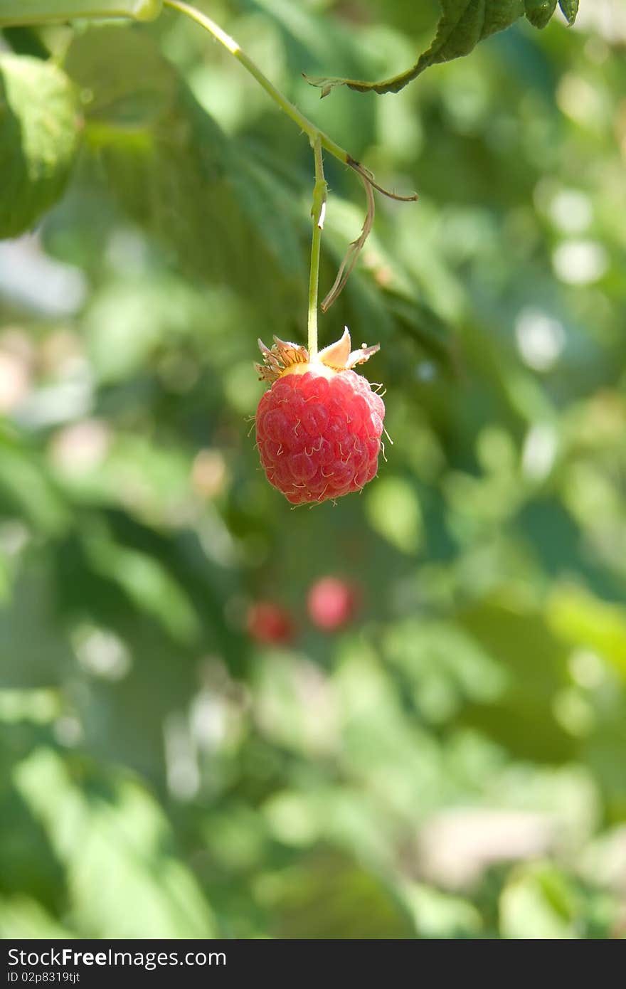 Raspberry berry red on a branch in a garden. Raspberry berry red on a branch in a garden